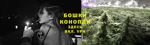 прущие грибы Богданович