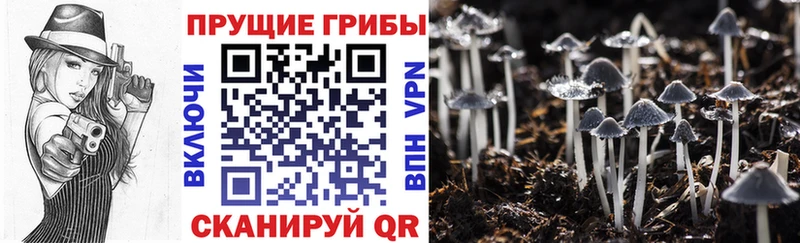 где купить   Бутурлиновка  Псилоцибиновые грибы прущие грибы 